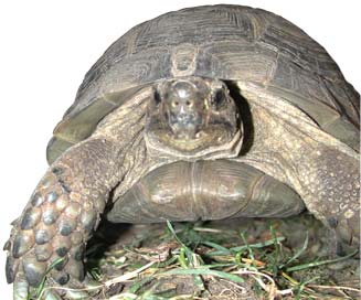 Picture of Greek Tortoise, known as Mister Greek