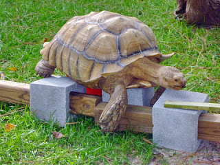 Turtle climbing over bricks