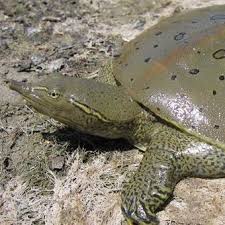 softshell turtle eggs