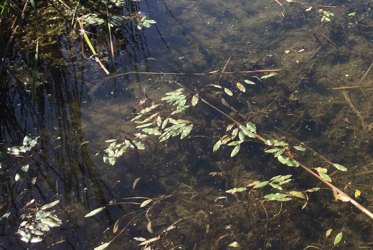 turtle pond algae help