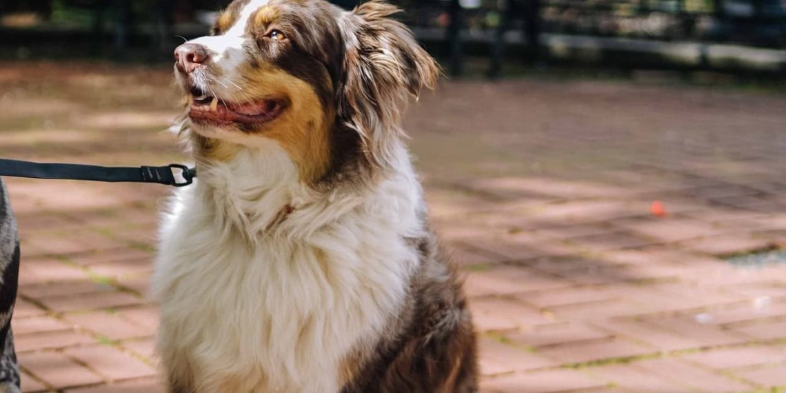 How To Look After A Dog Pet Care Turtle Times