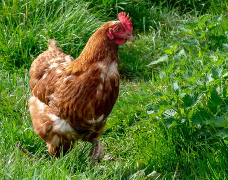 Chicken in backyard