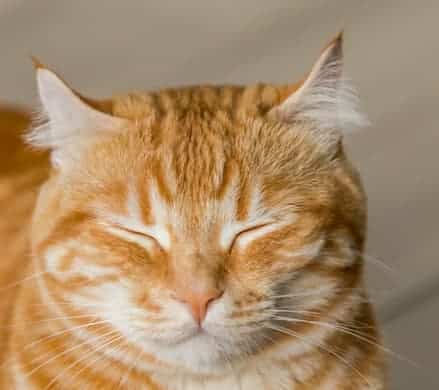 Ginger Cat Close Up