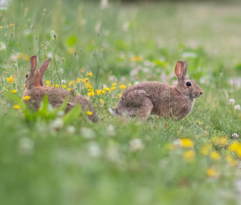 How to Take Care of Rabbits