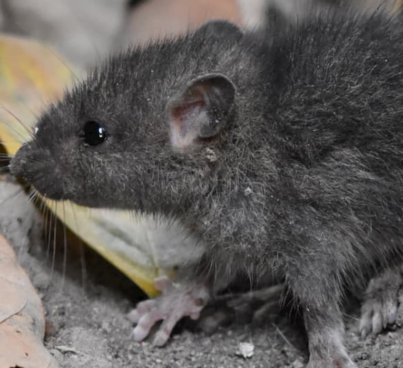 3 Ways To Take Care Of Mice - Wikihow