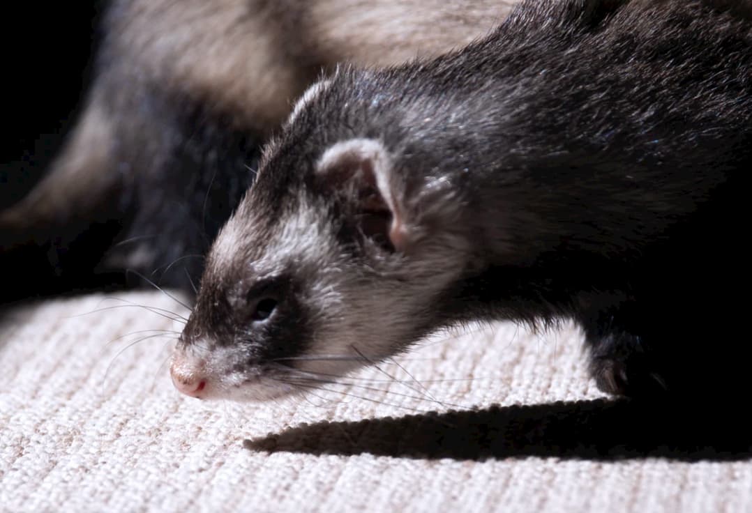 How to look after ferrets