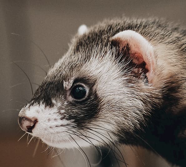 how to care for ferrets