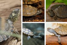 Map Turtle Species You Can Keep As Pets