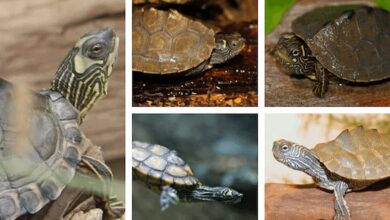 Map Turtle Species You Can Keep As Pets