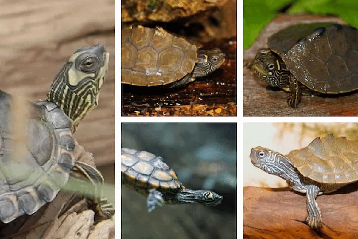 Map Turtle Species You Can Keep As Pets