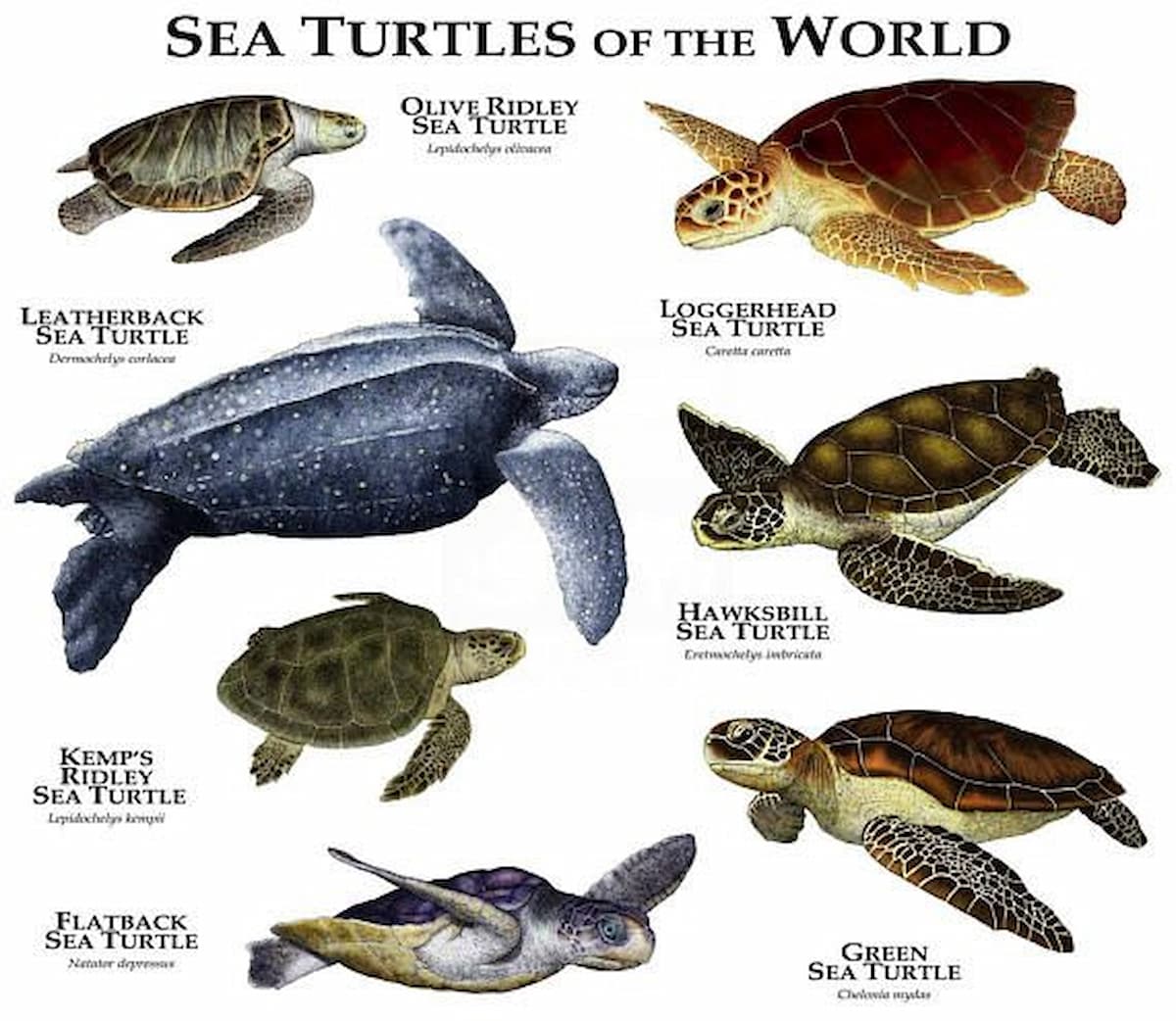 All Turtle Breeds 
