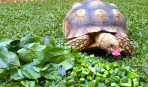 Sulcata-Tortoise-Food