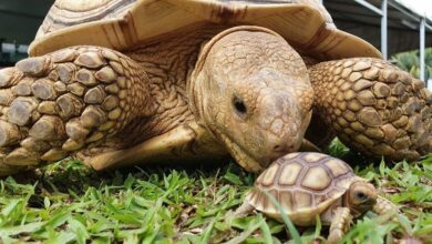 The Live Turtle and Tortoise Museum