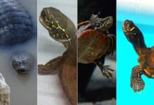 Types-of-Pet-Turtles