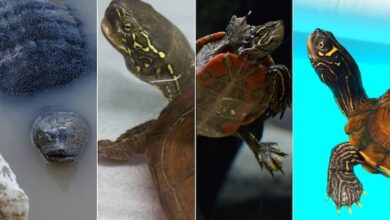 Types-of-Pet-Turtles