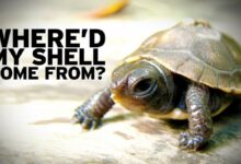 growing shell