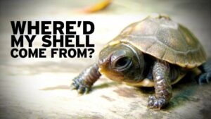 Ultimate Turtle & Pet Information Resource | Turtle Times