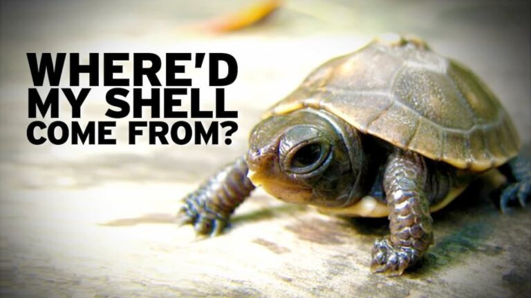 How Do Turtles Grow Shells? | Turtle | Turtle Times
