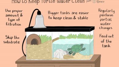 keeping-water-in-your-turtle-tank-clean