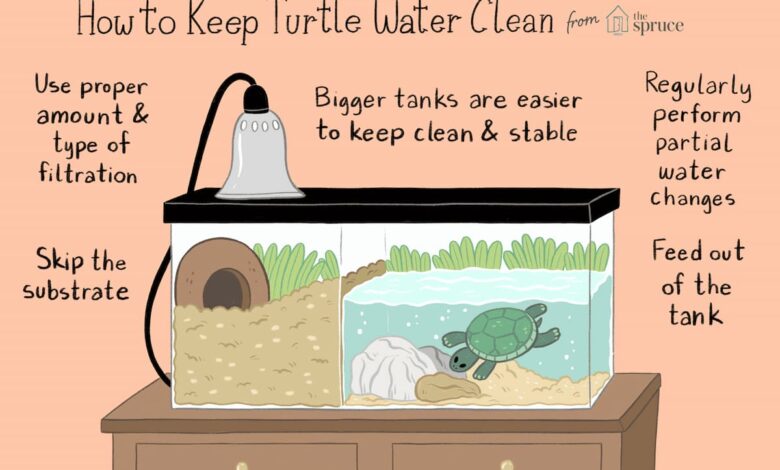keeping-water-in-your-turtle-tank-clean