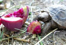 prickly pear fruit