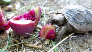 prickly pear fruit