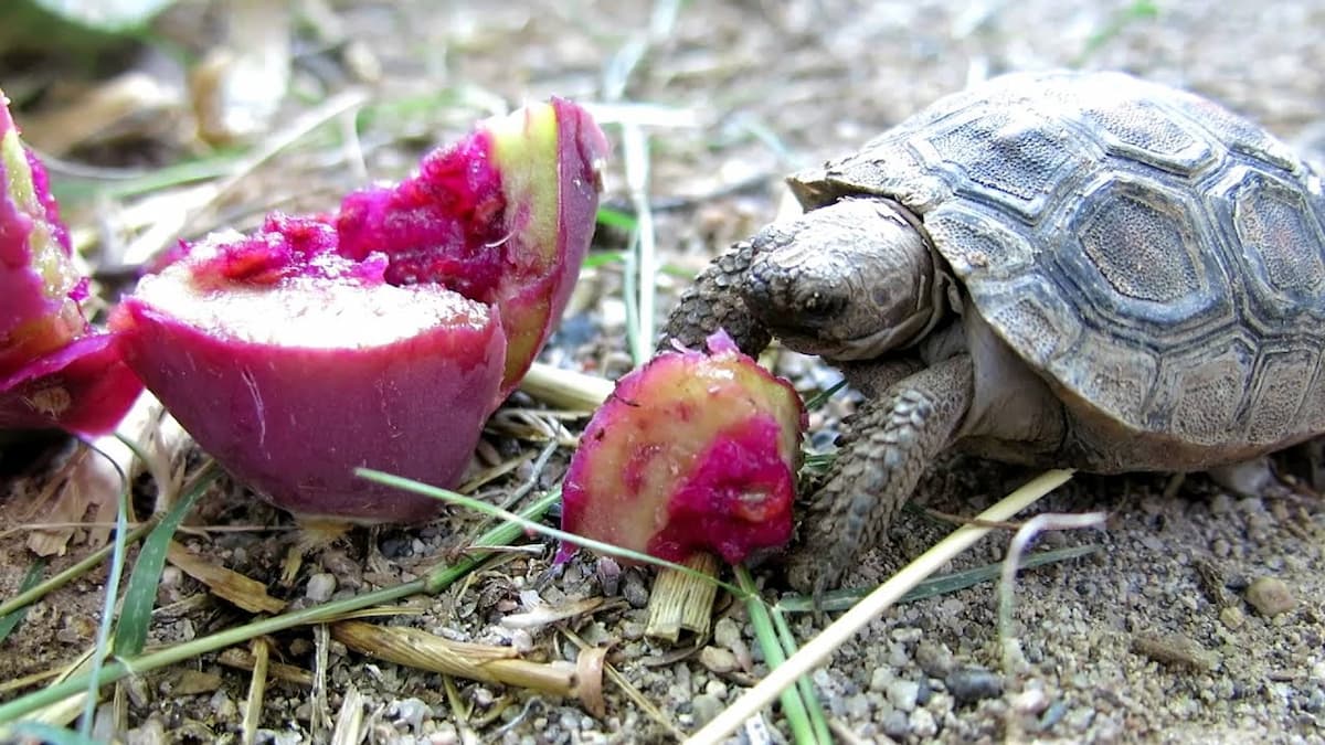 Prickly Pear Fruit Turtle Feeding Turtle Times