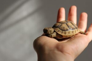 World's Smallest Turtle! 