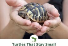 small turtles
