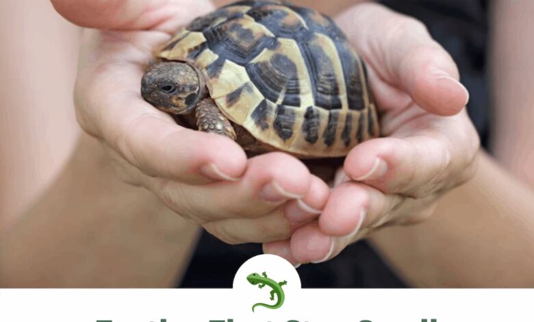 Kinds Of Turtle Is The Smallest | Tortoise | Turtle Times