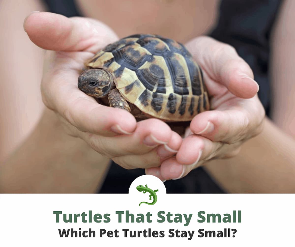 What Kind Of Turtle Is The Smallest