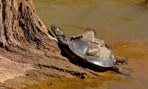 turtle shedding scutes