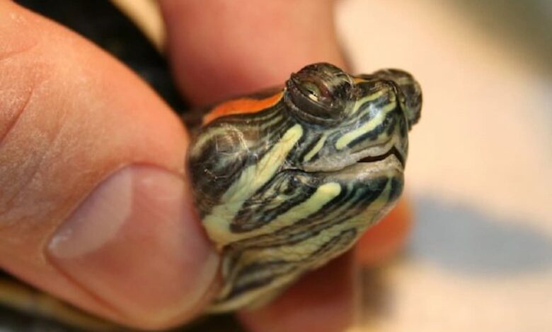 turtles-aquatic-diseases