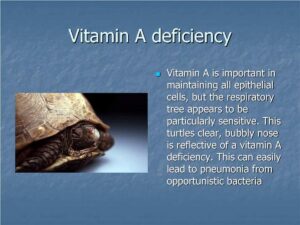 Vitamin a best sale supplements for turtles