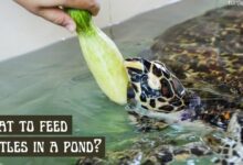 what-do-you-feed-a-turtle-in-pond