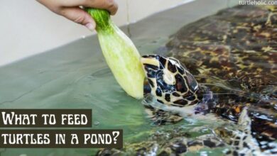 what-do-you-feed-a-turtle-in-pond