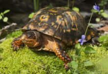 Box Turtles North American Box Turtles