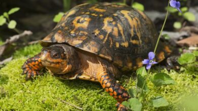 Box Turtles North American Box Turtles