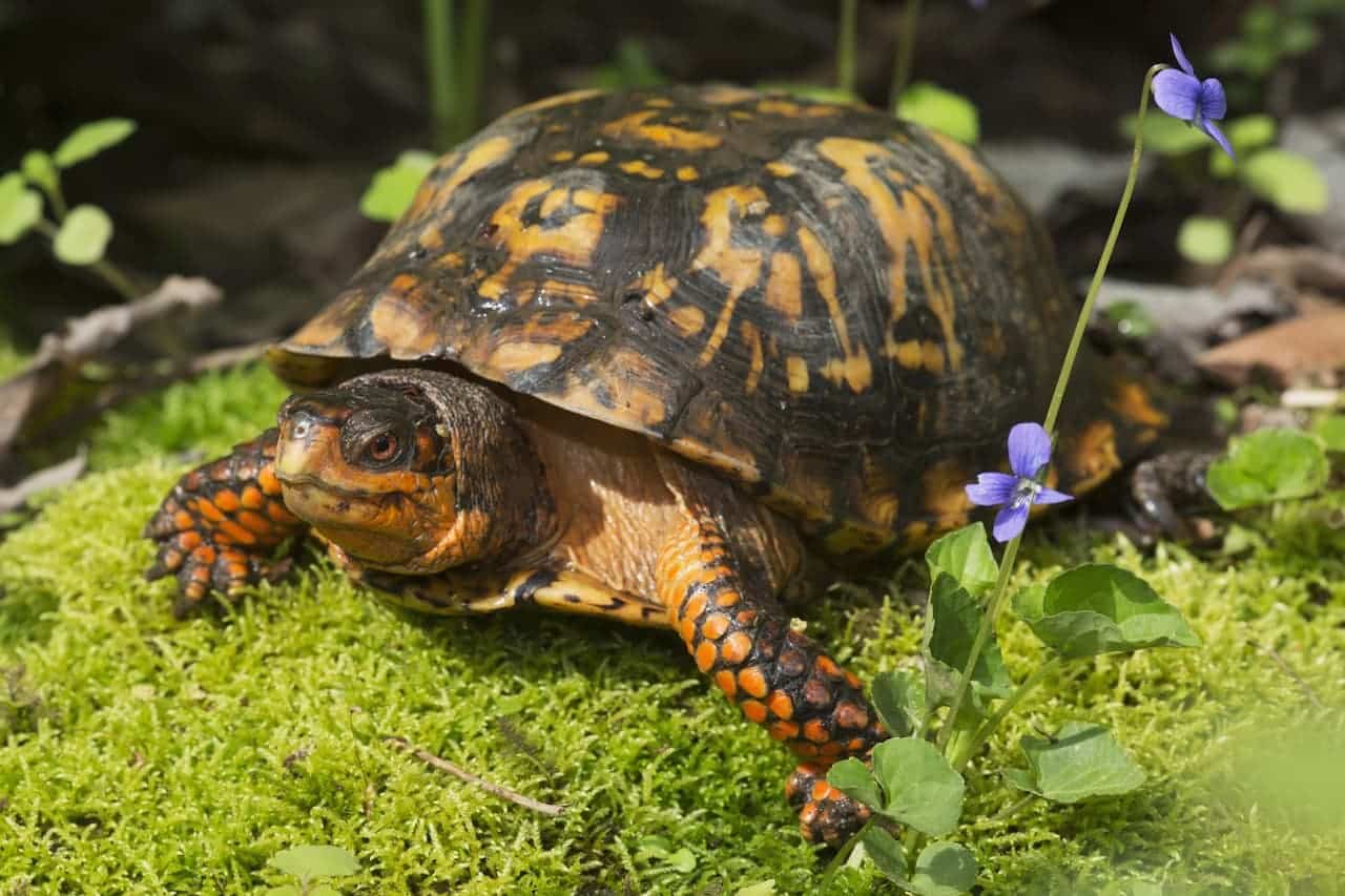 Box Turtles North American Box Turtles