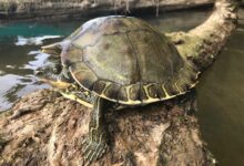 Pascagoula map turtle Graptemys Conservation Grover Brown