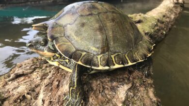 Pascagoula map turtle Graptemys Conservation Grover Brown