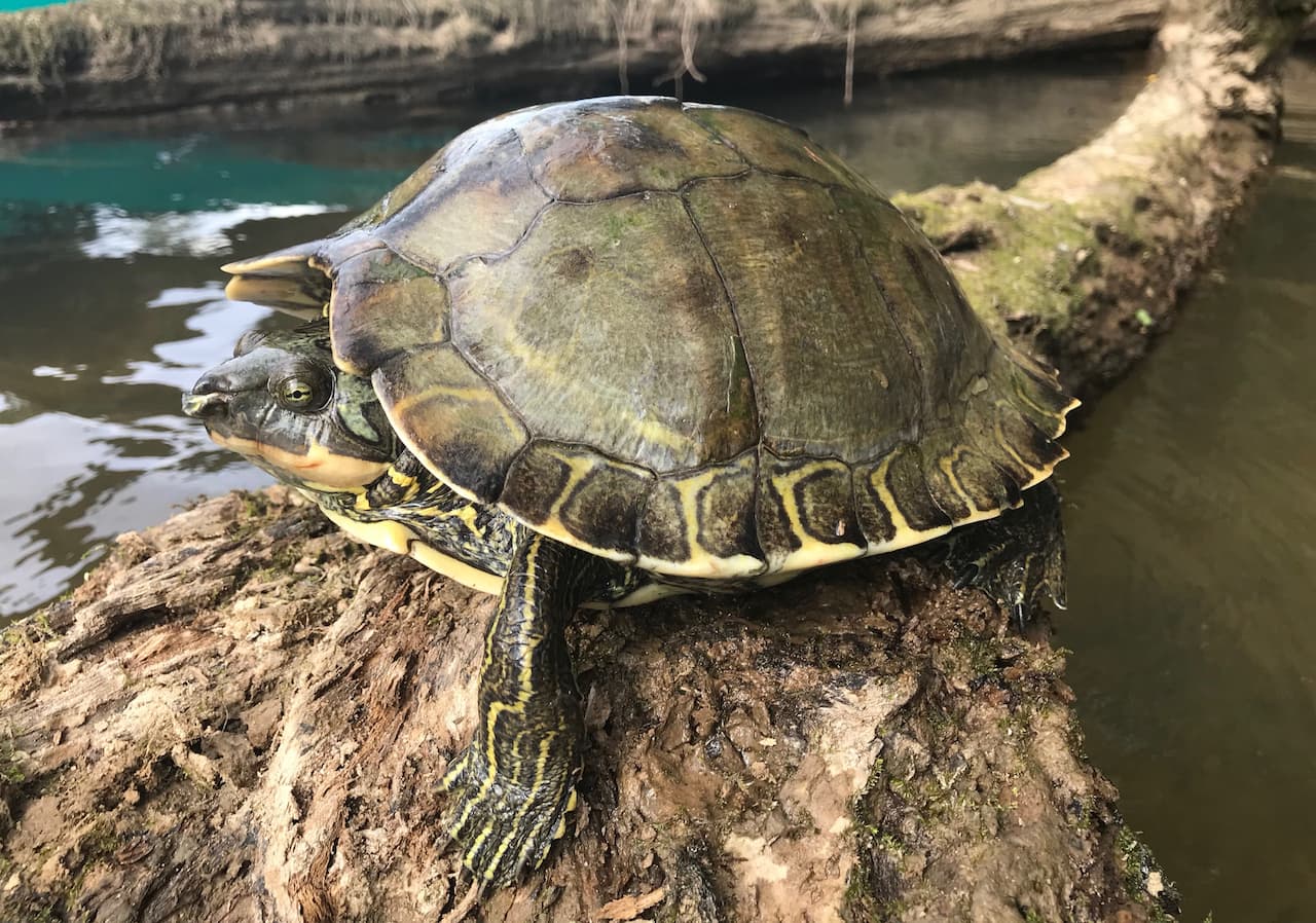 Pascagoula map turtle Grover Brown