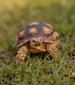 Baby Tortoise Smiling In Grass