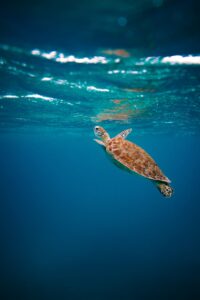 Beautiful Turtle Swimming In Ocean And Coming Up For Air