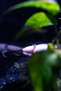 Black And White Axolotls