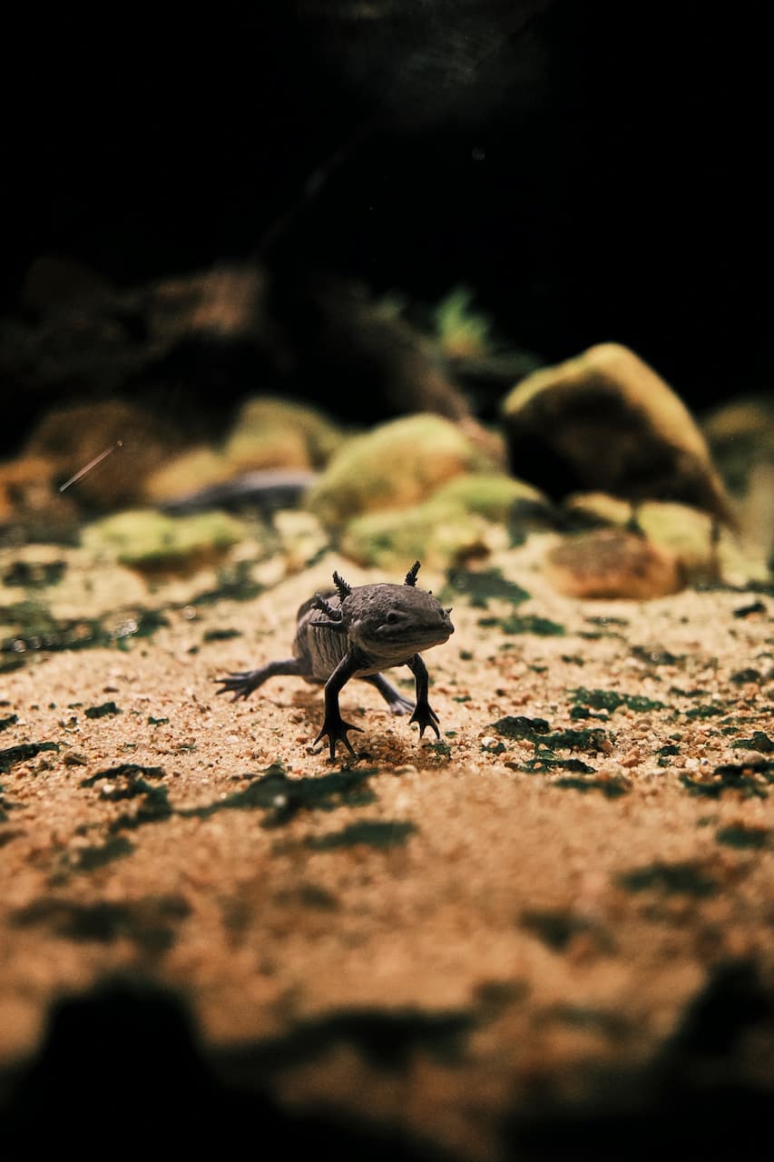 Black Axolotl