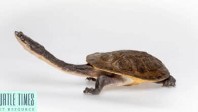 Broad Shelled Ricer Turtle or Snake Neck Turtle