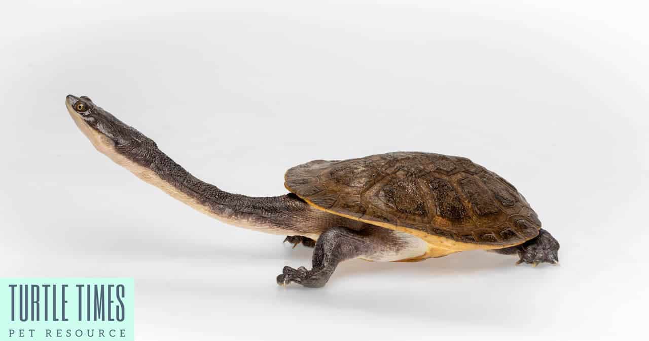 Broad Shelled Ricer Turtle or Snake Neck Turtle