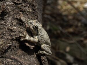 CHYTRIDIOMYCOSIS IN AMPHIBIANS