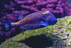 Colorful Fish On A Reef Aquarium